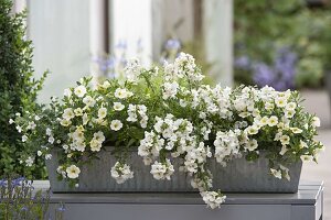 Woman planting a box with white plants