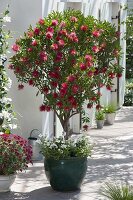 Callistemon underplanted with Pelargonium