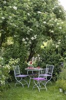 Small group of seats in front of flowering Sambucus nigra (elder)