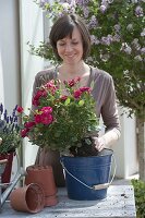 Plant pot roses in enamel pail