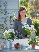 Wooden box planted blue and white