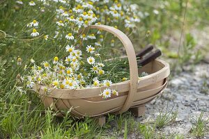 Freshly picked chamomile (Matricaria chamomilla) in chip basket