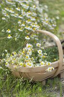 Freshly harvested camomile (Matricaria chamomilla) in chip basket