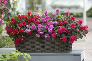 Basket with Impatiens walleriana 'Cherry', 'Pink' (Fleissige Lieschen)