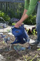 Plant red cabbage in the bed