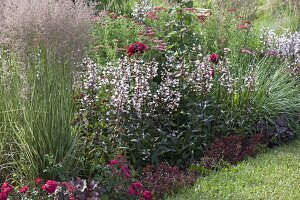 Penstemon 'Huskers Red', Heuchera (purple bellflower), pink