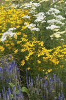 Beet mit Coreopsis vertillata 'Grandiflora' (Mädchenauge), Achillea