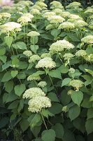 Hydrangea arborescens 'Annabelle' (shrub hydrangea) starting to flower