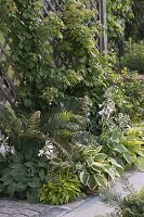 Shade bed with various Hosta (Funkia) in front of trellis