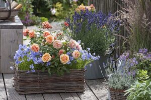 Pink 'Olympic Palace' (bed rose) and Viscaria oculata 'Blue'