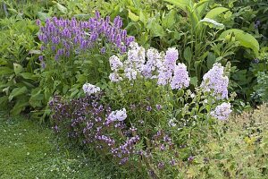 Violettes Beet mit Prunella grandiflora 'Rosenkugel' (Braunelle), Phlox