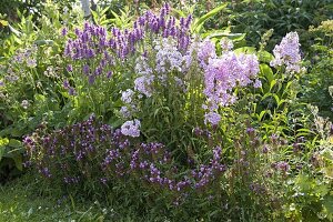 Violettes Beet mit Prunella grandiflora 'Rosenkugel' (Braunelle), Phlox