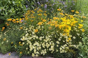 Yellow summer bed with perennials and summer flowers