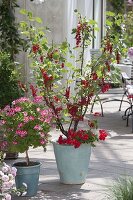 Rote Johannisbeere 'Rolan' (Ribes rubra) mit Pelargonium (Geranien)