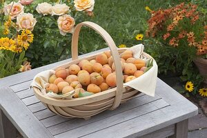 Apricot basket with freshly picked apricots (Prunus armeniaca)
