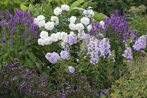 Summer border: Rosa Renaissance 'Nina' White (shrub rose), strong fragrance