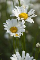 Leucanthemum x superbum (Sommer-Margerite)