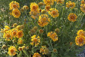 Gaillardia x grandiflora 'Orange and Lemons' (Cocardia)