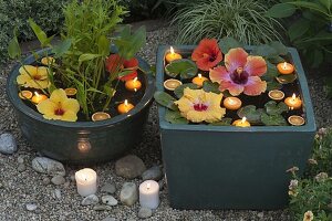 Mini ponds with Pontederia, Lobelia