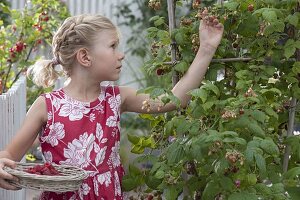 Girl harvesting raspberries (rubus) from the bucket