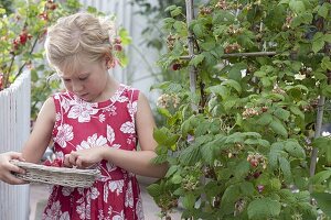 Mädchen bei der Ernte von Himbeeren (Rubus) im Kübel