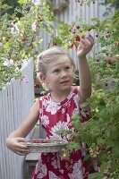 Mädchen bei der Ernte von Himbeeren (Rubus) im Kübel