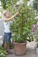 Mädchen bei der Ernte von Himbeeren (Rubus) im Kübel