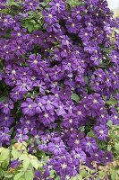 Clematis viticella 'Etoile Violette' (Clematis)