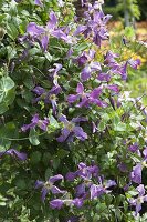 Clematis viticella 'MrsT Lundell' (Clematis viticella) on climbing support