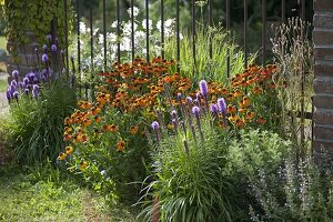 Helenium 'Sahins Early Flower' (Sonnenbraut) und Liatris (Prachtscharte)