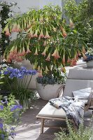 Scented terrace with Datura 'Pink Favorite' and Agapanthus