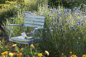 Folding chair in front of Centaurea cyanus (cornflowers)