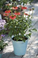 Echinacea purpurea Sombrero 'Salsa' (red coneflower) in a turquoise pot