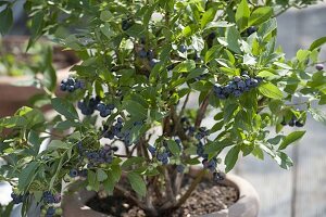 Blueberry 'Berkeley' (Vaccinium corymbosum) in terracotta pot