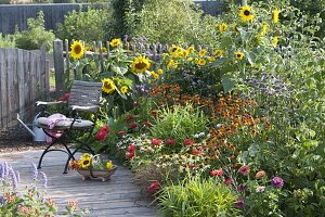 Buntes Sommerbeet mit Helianthus (Sonnenblumen), Helenium (Sonnenbraut