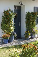 Thunbergia (Schwarzäugige Susanne) mit Weide als Rankhilfe