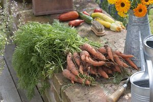 Freshly harvested carrots (Daucus carota)