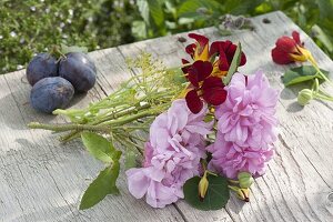 Rosa 'Salet' (moss rose), Tropaeolum (nasturtium), fennel