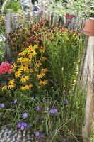 Helenium 'Ruby Dwarf' (sunflower)