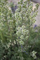 Oregano (Origanum vulgare)