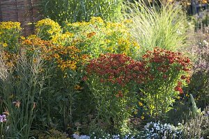 Summer bed with Helenium (sunflower) and grasses