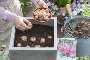 Putting gladiolus bulbs in tubs in spring