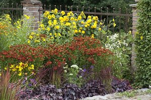 Gelb-rotes Terrassenbeet mit Stauden