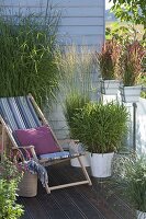Grass Balconies Miscanthus 'Silver Feather', Imperata cylindrica
