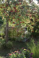 Essbare Eberesche 'Edulis' (Sorbus aucuparia) mit Sommerblumen