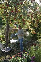 Seating under edible mountain ash 'Edulis' (Sorbus aucuparia)