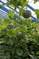 Sugar melons 'Petit Gris de Rennes' (Cucumis melo) in the greenhouse