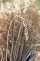 Weizen-Ähre (Triticum)