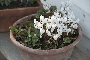 Cyclamen hederifolium 'Album' (Autumn cyclamen)