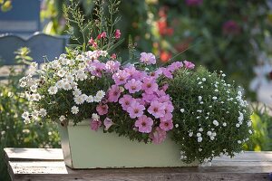 Grüner Balkonkasten mit Argyranthemum 'Ping Pong' (Margerite)